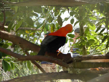 PARQUE NACIONAL YANACHAGA CHEMILLEN HABITAT DEL GALLITO DE LAS ROCAS 05