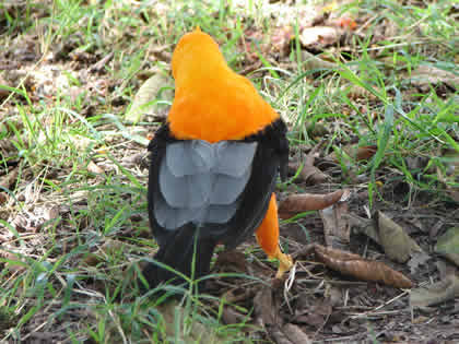 PARQUE NACIONAL YANACHAGA CHEMILLEN HABITAT DEL GALLITO DE LAS ROCAS 08