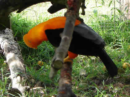 PARQUE NACIONAL YANACHAGA CHEMILLEN HABITAT DEL GALLITO DE LAS ROCAS 10