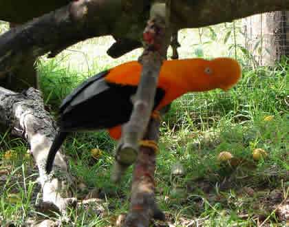 PARQUE NACIONAL YANACHAGA CHEMILLEN HABITAT DEL GALLITO DE LAS ROCAS 11