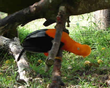 PARQUE NACIONAL YANACHAGA CHEMILLEN HABITAT DEL GALLITO DE LAS ROCAS 12