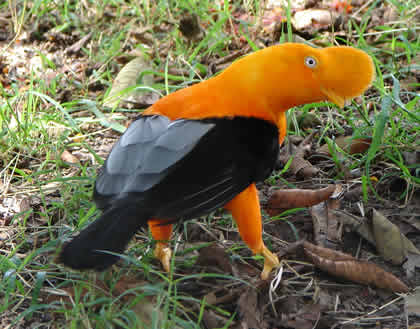 PARQUE NACIONAL YANACHAGA CHEMILLEN HABITAT DEL GALLITO DE LAS ROCAS 15