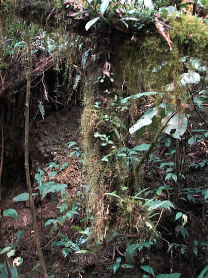 PARQUE NACIONAL YANACHAGA CHEMILLEN PUESTO DE CONTROL HUAMPAL 12