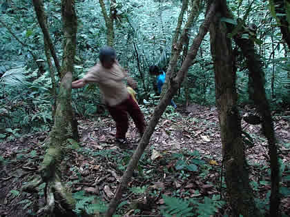 PARQUE NACIONAL YANACHAGA CHEMILLEN 15