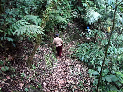 PARQUE NACIONAL YANACHAGA CHEMILLEN 16