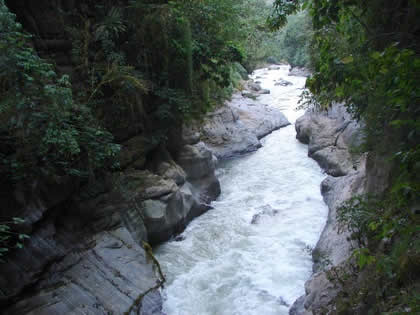 PARQUE NACIONAL YANACHAGA CHEMILLEN 21