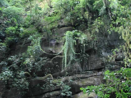 PARQUE NACIONAL YANACHAGA CHEMILLEN 22