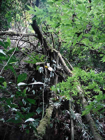 PARQUE NACIONAL YANACHAGA CHEMILLEN 25