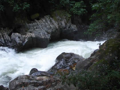 PARQUE NACIONAL YANACHAGA CHEMILLEN 33