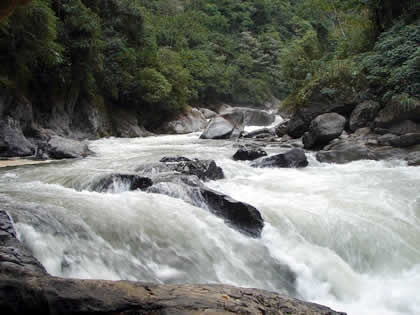 PARQUE NACIONAL YANACHAGA CHEMILLEN 34