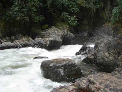 PARQUE NACIONAL YANACHAGA CHEMILLEN 35