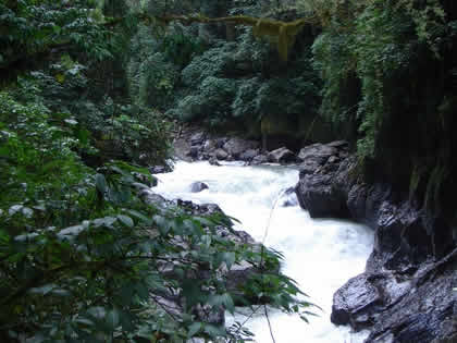 PARQUE NACIONAL YANACHAGA CHEMILLEN 38