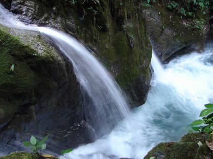 PARQUE NACIONAL YANACHAGA CHEMILLEN 39