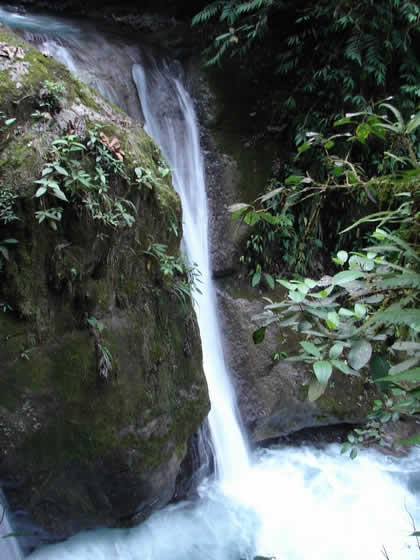 PARQUE NACIONAL YANACHAGA CHEMILLEN 40