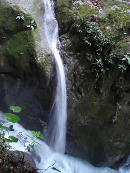 PARQUE NACIONAL YANACHAGA CHEMILLEN 41