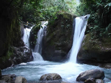 PARQUE NACIONAL YANACHAGA CHEMILLEN 42