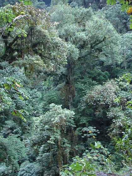 PARQUE NACIONAL YANACHAGA CHEMILLEN 45