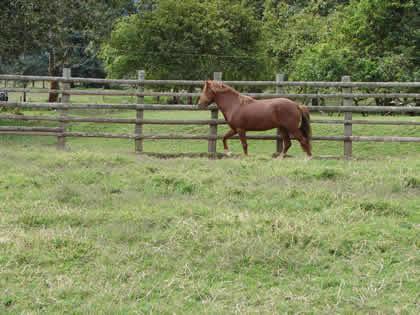 RODEO EN EL RANCHO RUFFNER 09