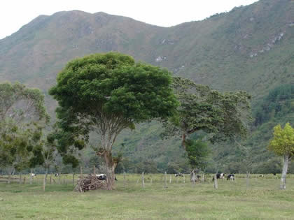 TORNEO DE CINTAS A CABALLO 19