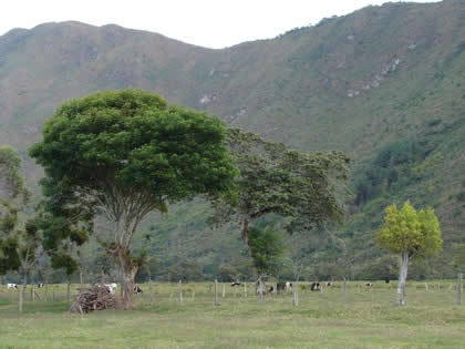 TORNEO DE CINTAS A CABALLO 20