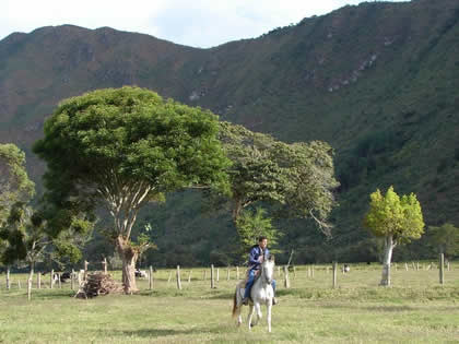 TORNEO DE CINTAS A CABALLO 24