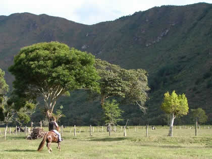 TORNEO DE CINTAS A CABALLO 25