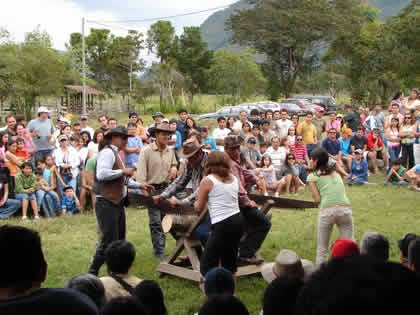 TURISTAS CORTANDO TRONCOS CON TROZADORA 03