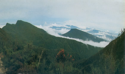 PARQUE NACIONAL YANACHAGA CHEMILLEN 02