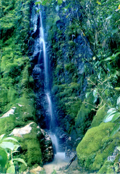 PARQUE NACIONAL YANACHAGA CHEMILLEN 05