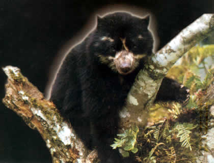 PARQUE NACIONAL YANACHAGA CHEMILLEN FAUNA 01