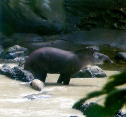 PARQUE NACIONAL YANACHAGA CHEMILLEN FAUNA 02