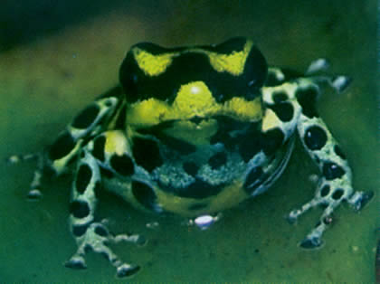 PARQUE NACIONAL YANACHAGA CHEMILLEN FAUNA 05