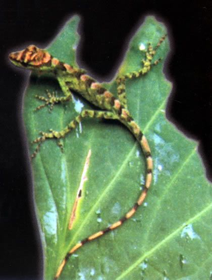 PARQUE NACIONAL YANACHAGA CHEMILLEN FAUNA 06