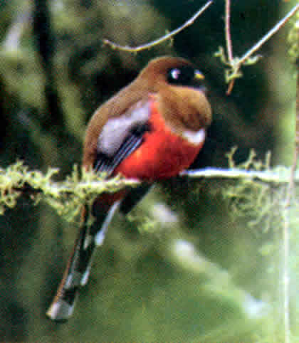 PARQUE NACIONAL YANACHAGA CHEMILLEN FAUNA 06