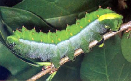 PARQUE NACIONAL YANACHAGA CHEMILLEN FAUNA 07