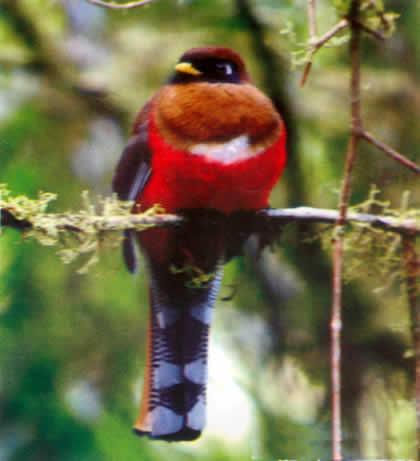 PARQUE NACIONAL YANACHAGA CHEMILLEN FAUNA 09