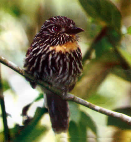 PARQUE NACIONAL YANACHAGA CHEMILLEN FAUNA 10