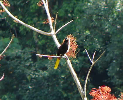 PARQUE NACIONAL YANACHAGA CHEMILLEN FAUNA 11