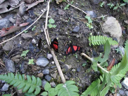 PARQUE NACIONAL YANACHAGA CHEMILLEN FAUNA 12