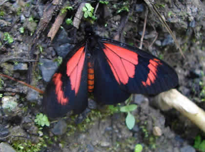 PARQUE NACIONAL YANACHAGA CHEMILLEN FAUNA 13