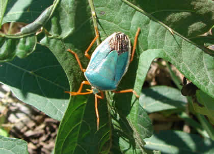 PARQUE NACIONAL YANACHAGA CHEMILLEN FAUNA 14