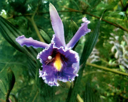 PARQUE NACIONAL YANACHAGA CHEMILLEN FLORA 01