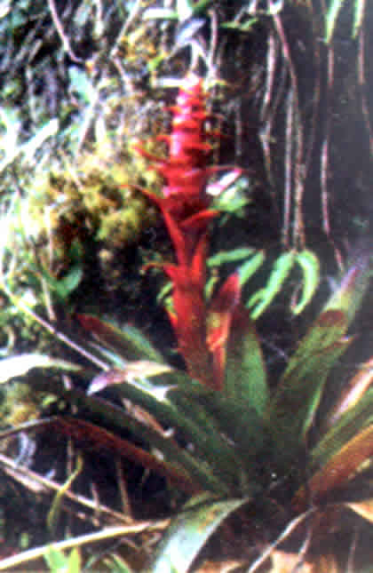 PARQUE NACIONAL YANACHAGA CHEMILLEN FLORA 02