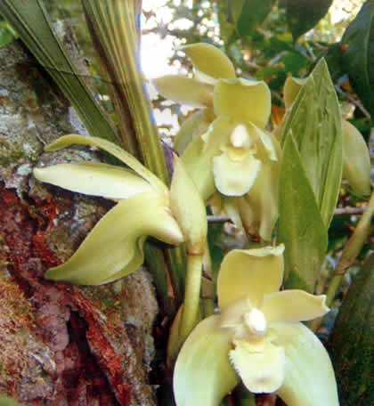 PARQUE NACIONAL YANACHAGA CHEMILLEN FLORA 03