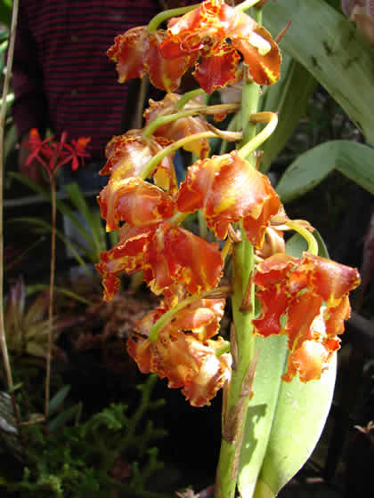 PARQUE NACIONAL YANACHAGA CHEMILLEN FLORA 05