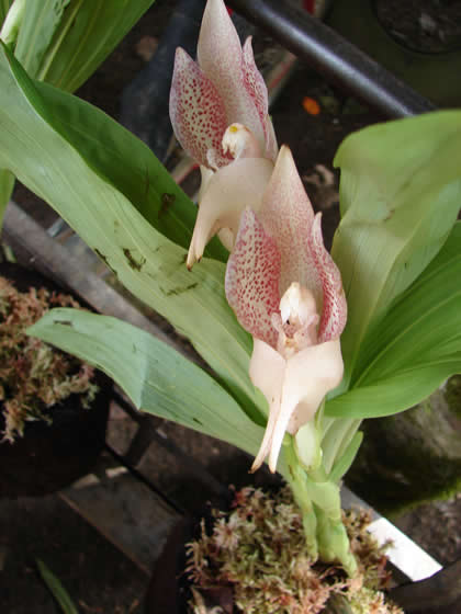 PARQUE NACIONAL YANACHAGA CHEMILLEN FLORA 06