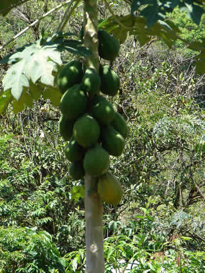 PARQUE NACIONAL YANACHAGA CHEMILLEN FLORA 08