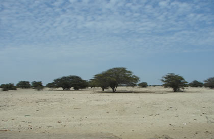 DESIERTO DE SECHURA 02