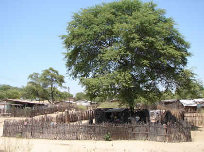 ALGARROBO (PROSOPIS PALLIDA) 01