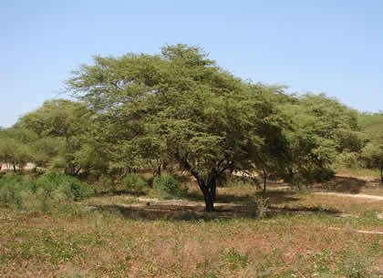 ALGARROBO (PROSOPIS PALLIDA) 02